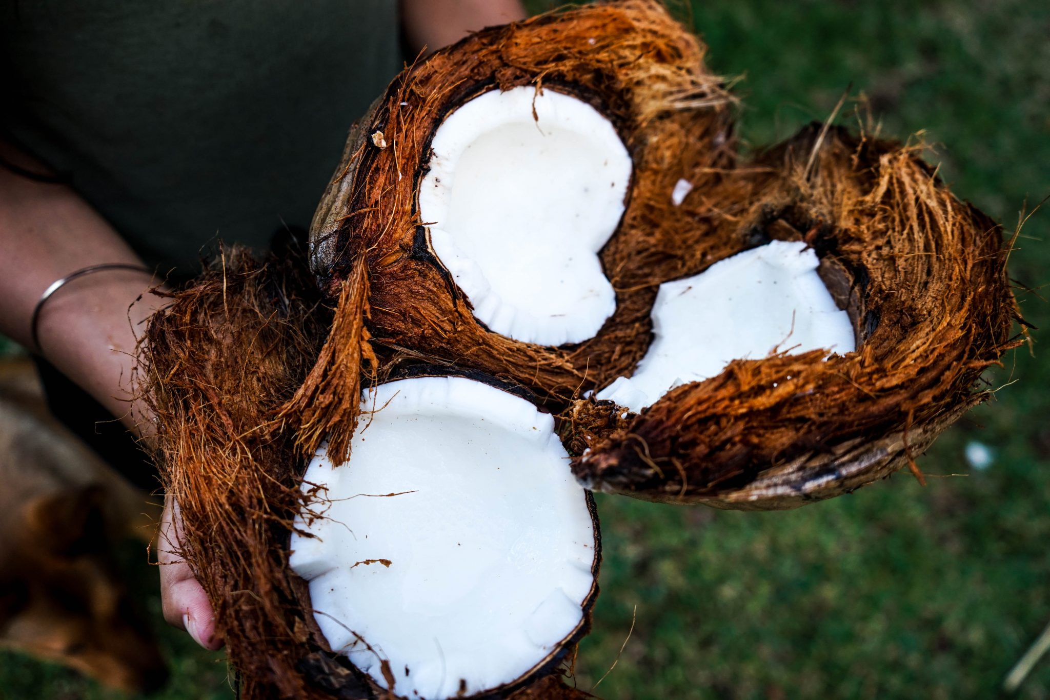 Frau hält geknackte Kokosnüsse in Händen: das daraus gewonnene Kokosöl wird im Intervallfasten-Kaffee verwendet.