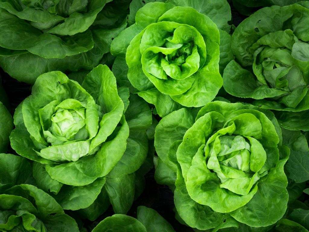 Salat für Schlank Bakterien