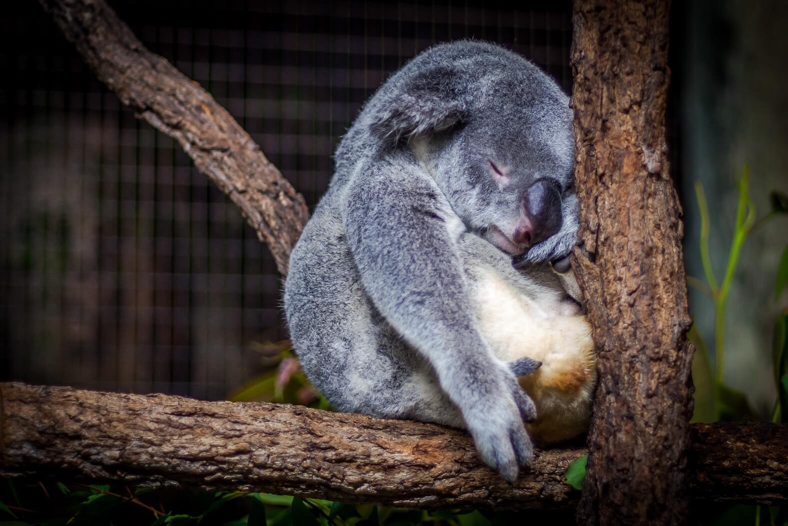 Symbolbild schlafender Koala, um auf die dick- und müde machende Wirkung von zu viel Fruchtzucker aufmerksam zu machen.
