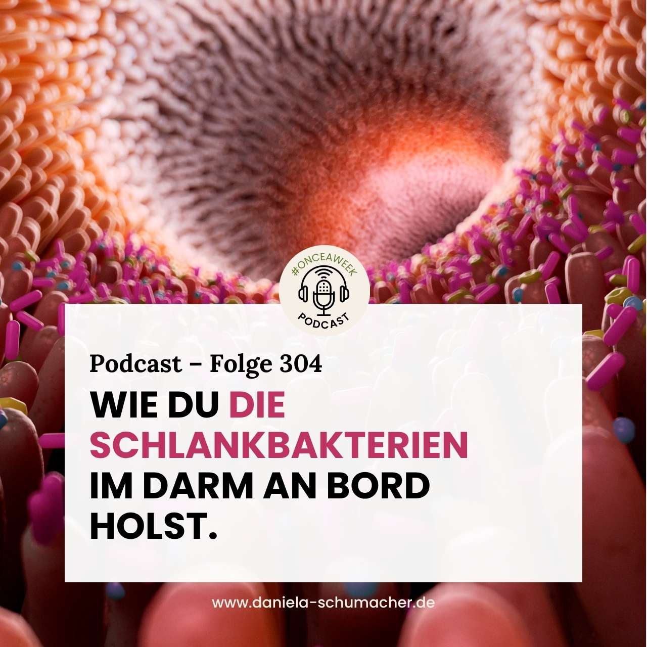 Schlankbakterien